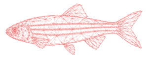 poisson_zebre_rose_INRAE_carre_fond_blanc.png