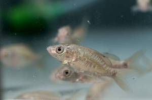 carpes en aquarium de la Zone Pathogène