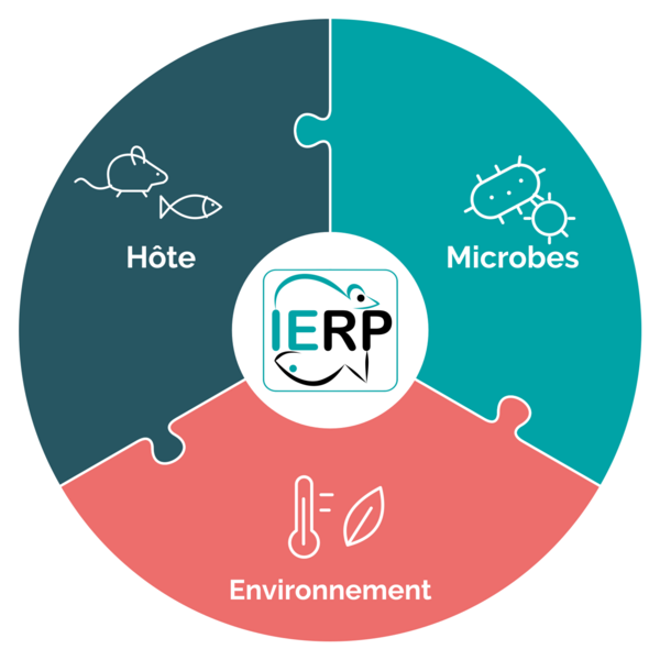 Trois pièces de puzzle représentent l’hôte, les microbes et l’environnement autour du logo IERP Trois pièces de puzzle représentent l’hôte, les microbes et l’environnement autour du logo IERP