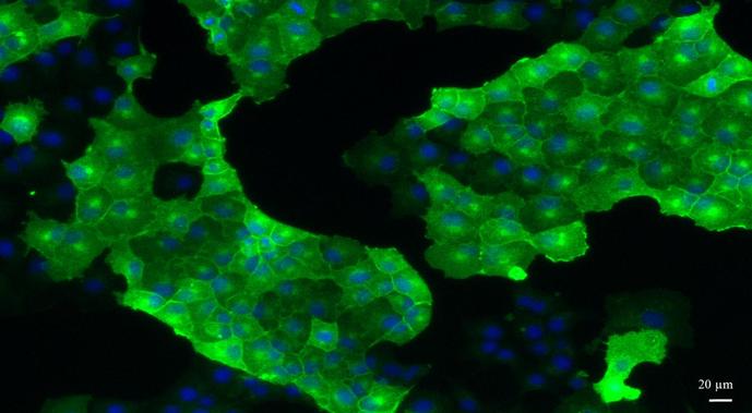 cellule epitheliale reins lapins
